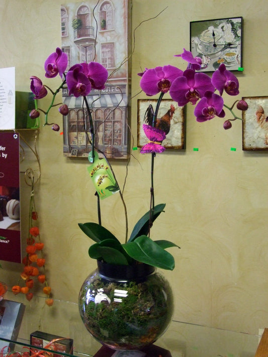 Orchids No.2