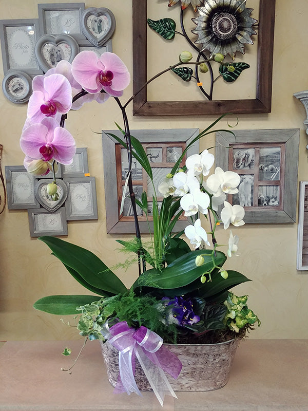 Orchids No.18