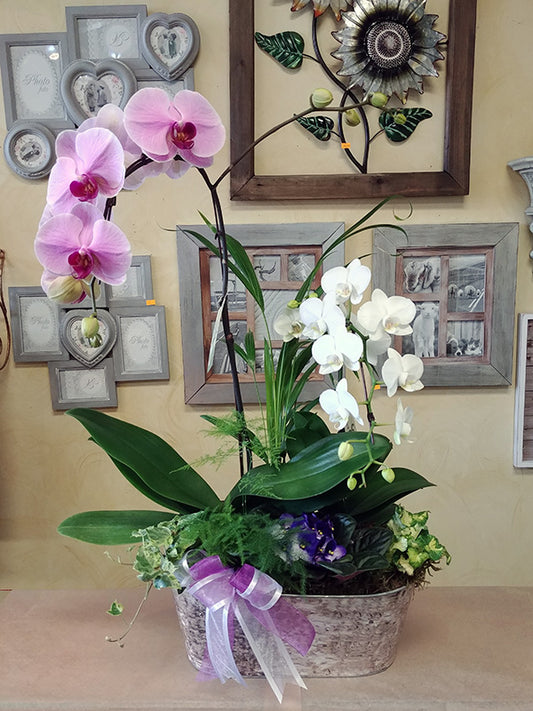 Orchids No.18