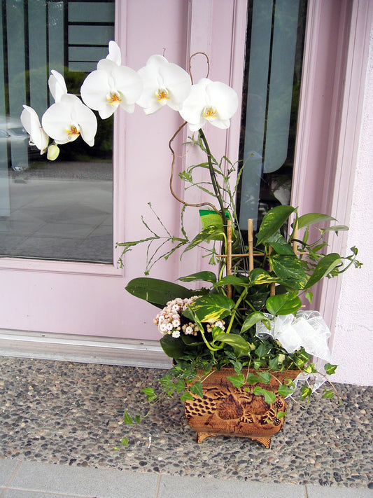 Orchid No.1