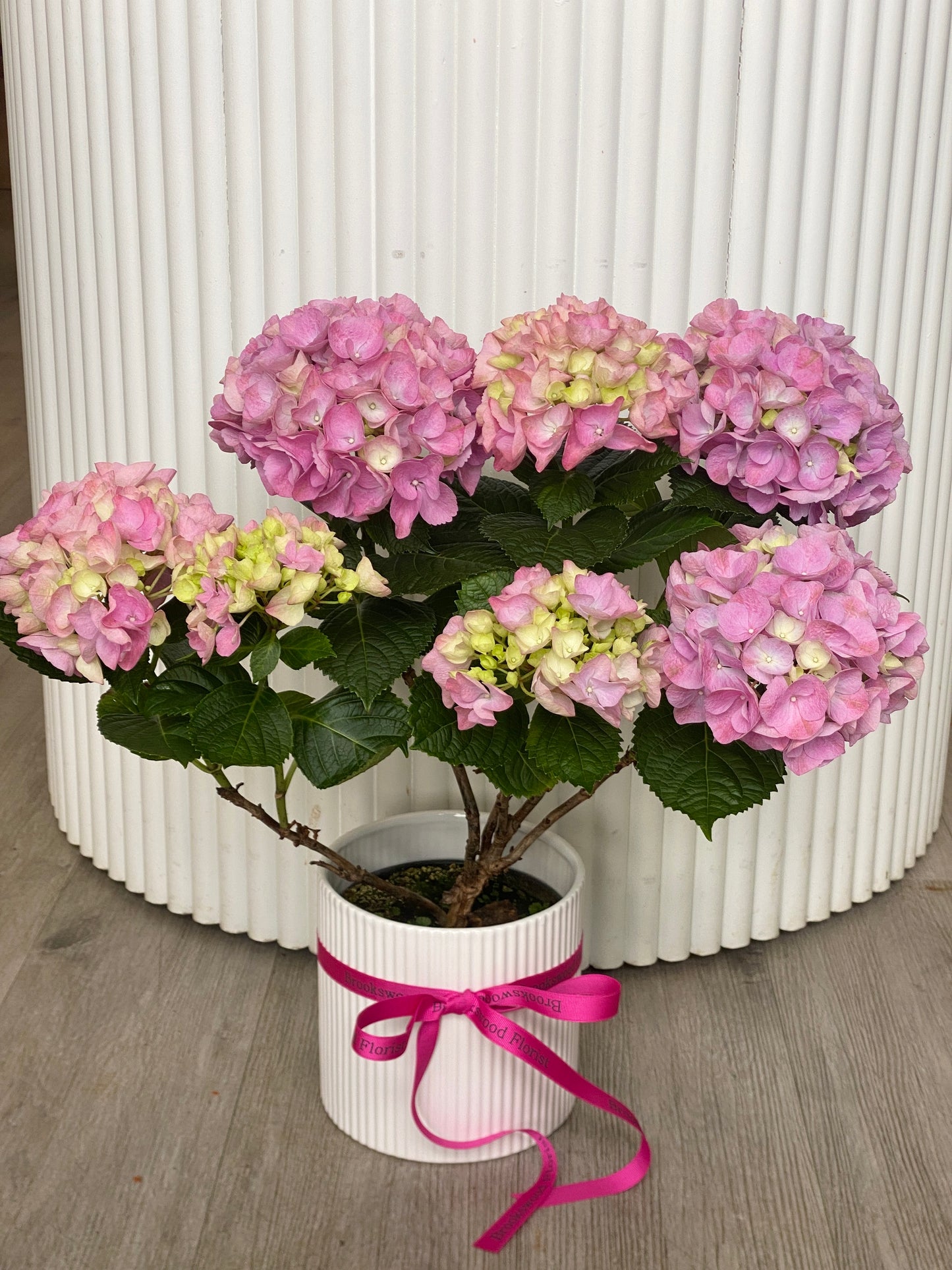 Pink / Purple Hydrangea in ceramic pot (Each)
