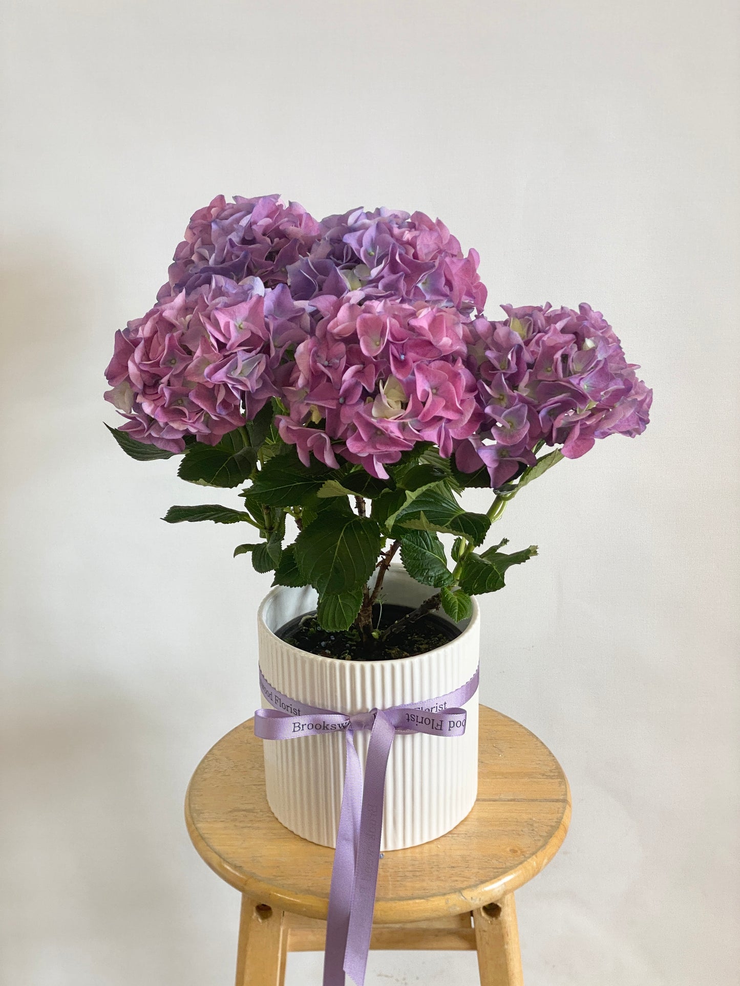 Pink / Purple Hydrangea in ceramic pot (Each)