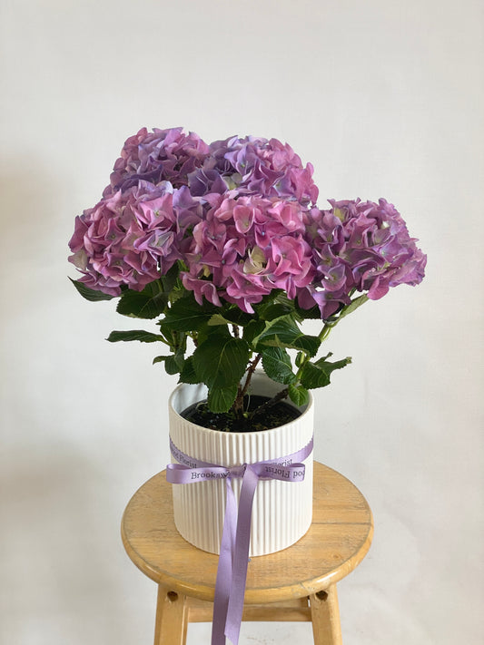 Pink / Purple Hydrangea in ceramic pot (Each)