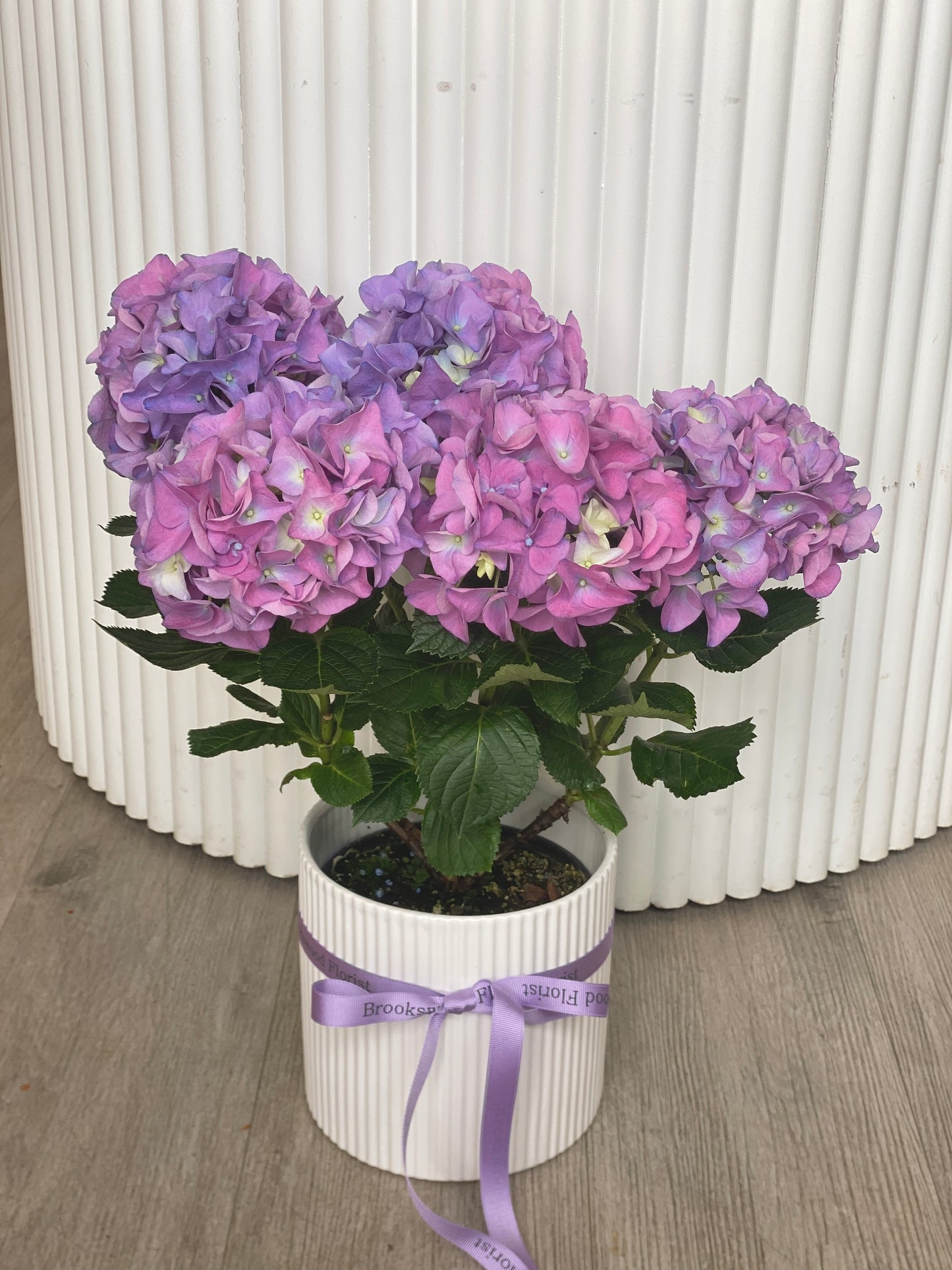 Pink / Purple Hydrangea in ceramic pot (Each)